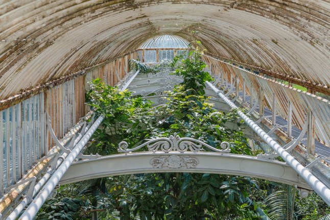 A view of the glasshouse roof inside the Palm House at Kew Gardens.