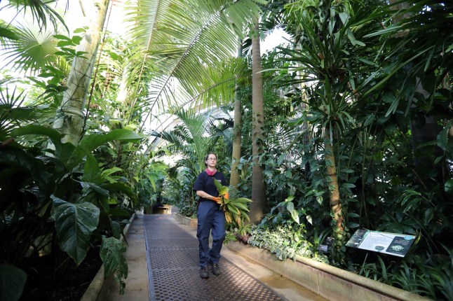 LONDON, ENGLAND - JANUARY 22: Sol??ne Dequiret, Botanical Horticulturist works in the Palm House at Kew Gardens on January 22, 2021 in London, England. Built by architect Decimus Burton and iron-maker Richard Turner between 1844 and 1848, The Palm House was the first large scale structural use of wrought iron. Located in the Royal Botanic Gardens, it specialises in growing tropical and endangered plants. The Palm House is temporarily closed, but visitors are still allowed to visit Kew Gardens during the UK's third COVID-19 lockdown on a controlled and ticketed basis. (Photo by Chris Jackson/Getty Images)