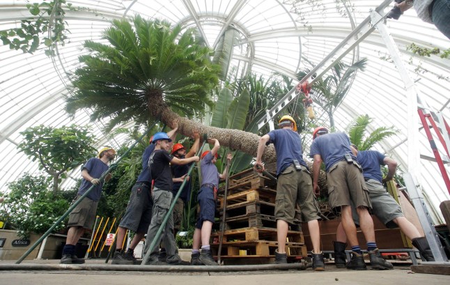 The world's oldest potted plant at Kew Gardens.