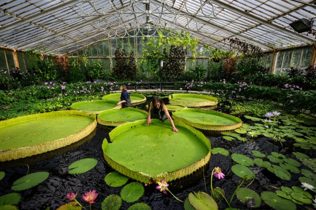 The giant waterlilies at Kew Gardens greenhouse.